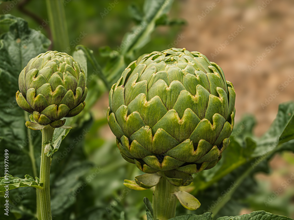 Obraz premium Two Nice Artichoke Ready To Pick