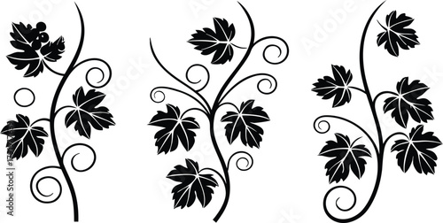 Stylized black and white grapevine illustrations. elegant decorative organic plant elements design with leaves and tendrils vector