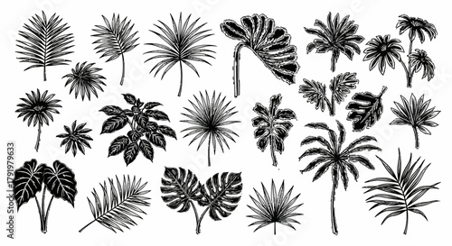 Collection of various tropical leaves and plants, perfect for decorative and design projects