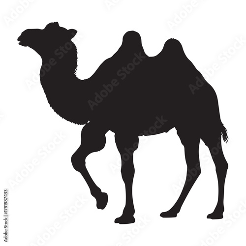 Silhouette of a two humped camel animal