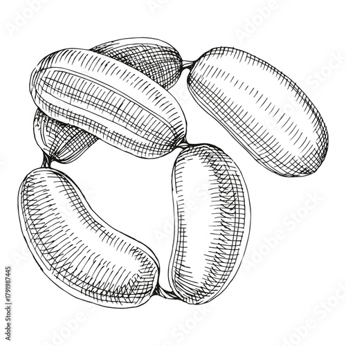 Sausages hand drawn vector illustration