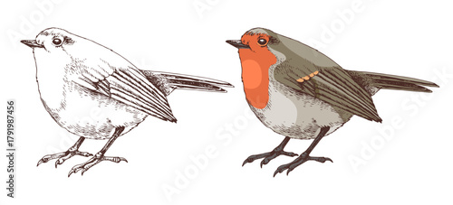 Robin bird hand drawn vector illustration
