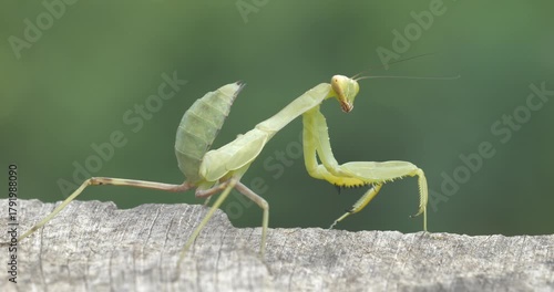 Close-up footage of a praying mantis, which lives in tropical, warm regions and feeds on small insects.