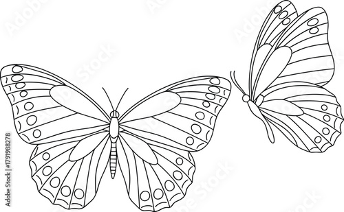 Outline drawing of two butterflies on white background Keywords butterfly, insect, outline.eps