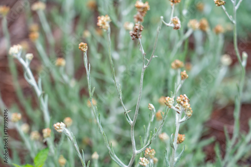 Pseudognaphalium luteoalbum, synonyms including Helichrysum luteoalbum, is a species of flowering plant in the family Asteraceae.  Plantation Road, Wahiawa, Honolulu, Oahu, Hawaii.