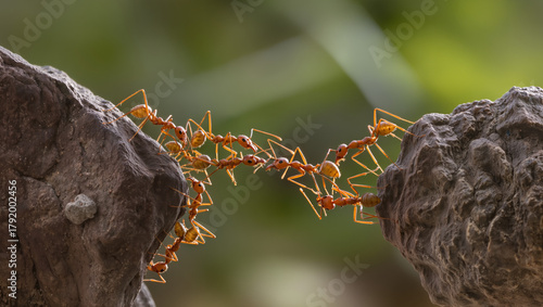 A group of red ants forms a living bridge between two rocks, their tiny bodies linked in perfect teamwork against a soft green natural background.