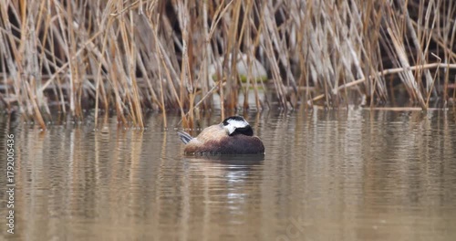 White-headed duck, a swimming duck species, usually lives in fresh waters and sea coasts. They feed by eating living creatures, greenery and plankton in the water with their spatula-shaped beak.