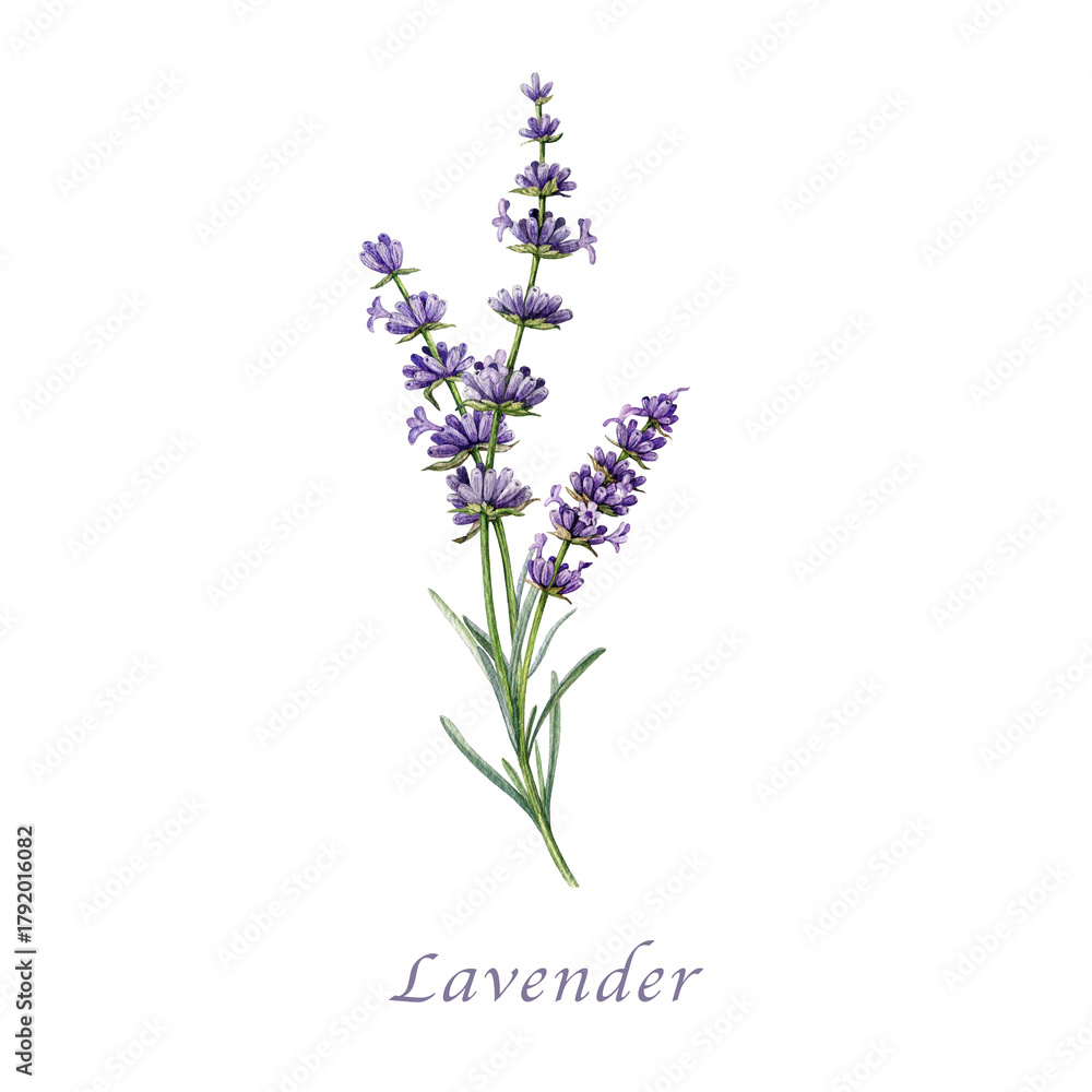 Obraz premium Lavender flowers watercolor illustration. Organic Lavandula herb stems with buds and leaves close up botanical illustration. Medicinal and aromatherapy lavender herb isolated on white background