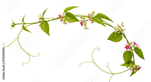 A delicate vine with green leaves and small pink and white flowers isolated on a white background