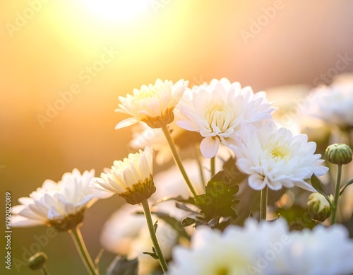 Close-up of pristine white flowers bathed in golden sunlight