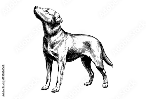 a black and white drawing of a dog standing, looking updog, draw, drawing, illustration, neckband, pointer, sketch, stand 