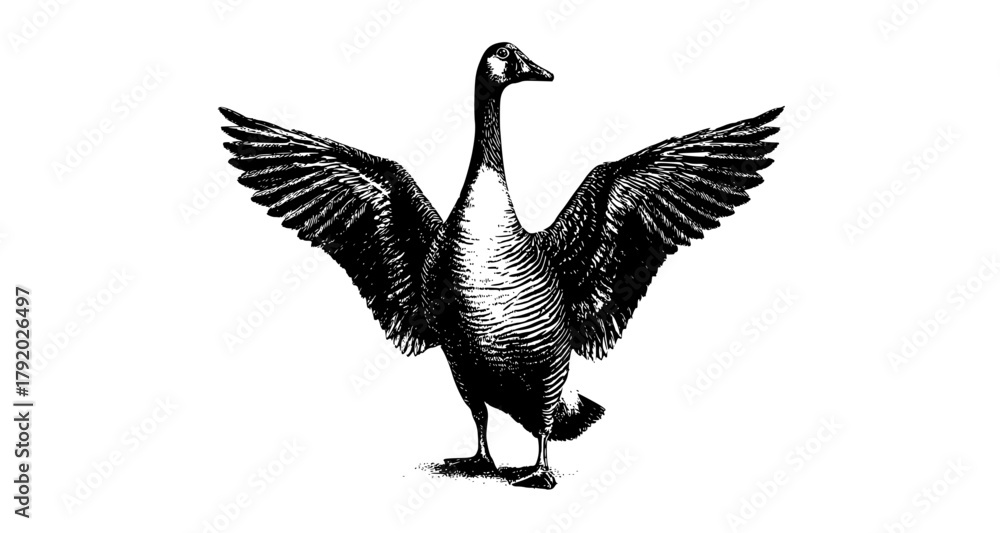 Fototapeta premium a black and white engraving of a goose with its wings spreadbeak, bird, crane, drawing, flap, goose, spread, stand, wing