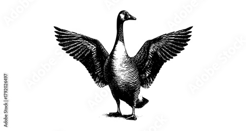a black and white engraving of a goose with its wings spreadbeak, bird, crane, drawing, flap, goose, spread, stand, wing 