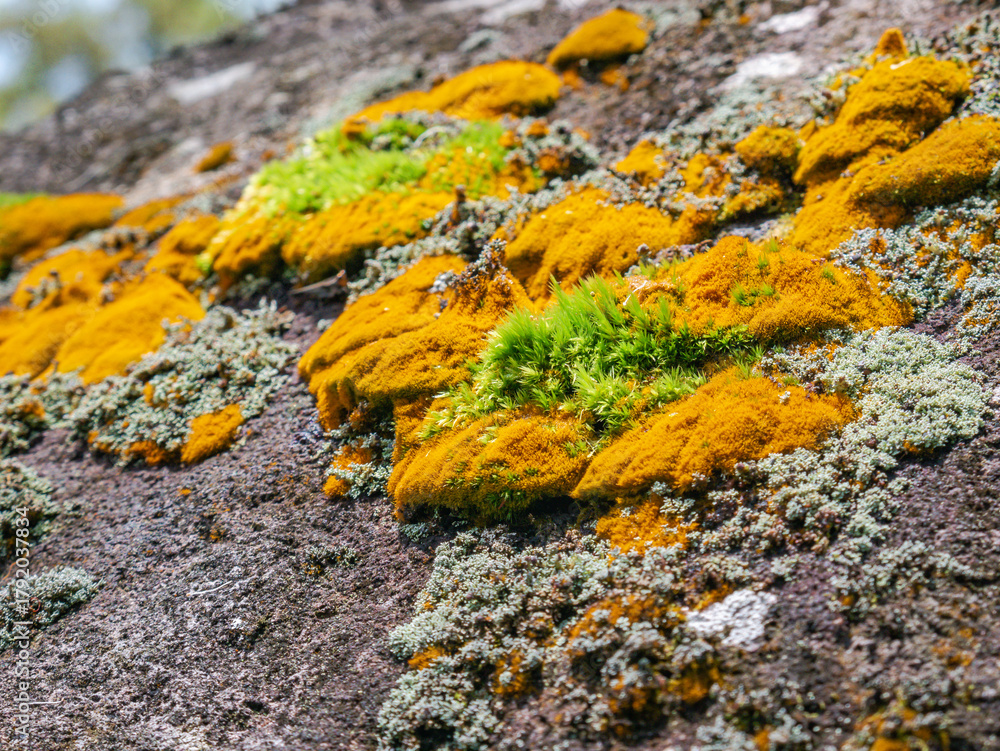 Fototapeta premium Close-up of colorful lichen colonies on natural rock, suitable for ecology visuals, design texture, or wallpaper