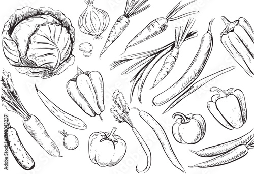 Assorted fresh vegetables sketched cabbage carrots