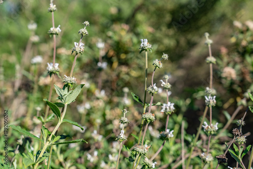 Salvia mellifera (Californian black sage, seel by the Mahuna ) is a small, highly aromatic, evergreen shrub of the genus Salvia (the sages). Kenneth Hahn State Recreation Area, Baldwin Hills Mountains