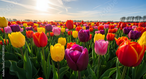 Vibrant tulips dance under the sun showcasing a colorful spring spectacle 90512403 1