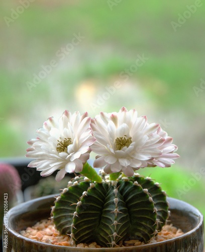 cactus in a pot