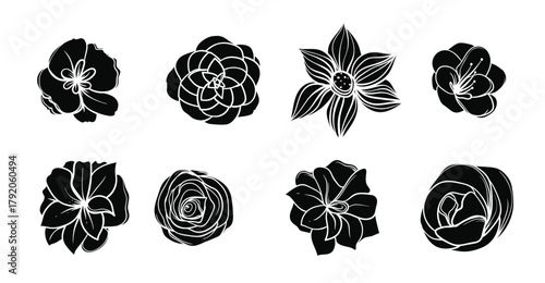 camelia flower vector
