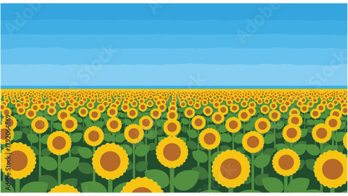 sunflower field with blue sky