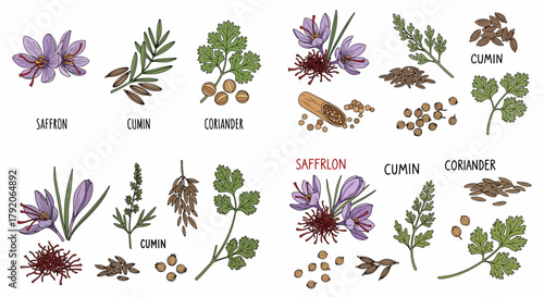 Saffron, cumin, coriander spices botanical collection