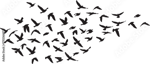 Vector silhouette of flying birds in different wing positions, flock arrangement, white background