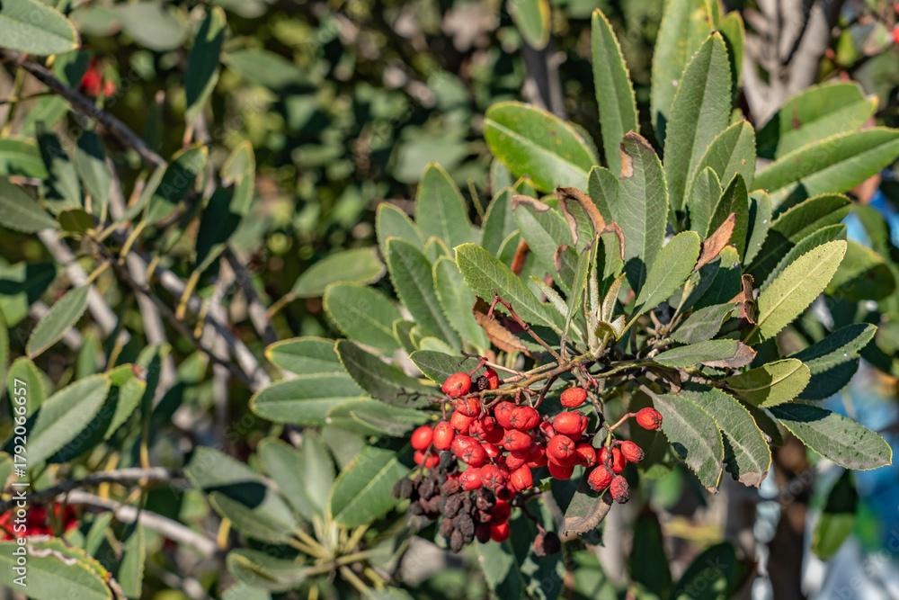 Fototapeta premium Heteromeles arbutifolia, toyon, is a perennial shrub native to Coastal California. It is the sole species in the genus Heteromeles. Kenneth Hahn State Recreation Area, Baldwin Hills Mountains
