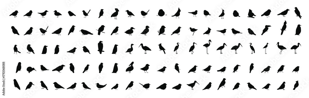 Fototapeta premium Collection of Wild and Domestic Birds