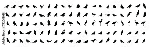Collection of Wild and Domestic Birds