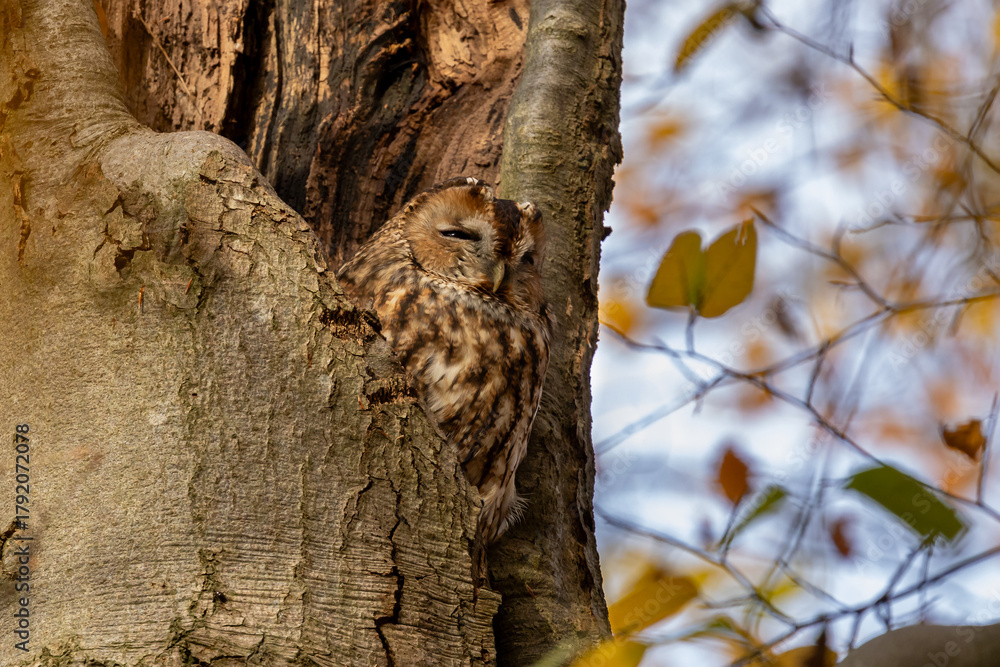 Obraz premium The tawny owl (Strix aluco), also called the brown owl, is a stocky, medium-sized owl in the family Strigidae. It is commonly found in woodlands