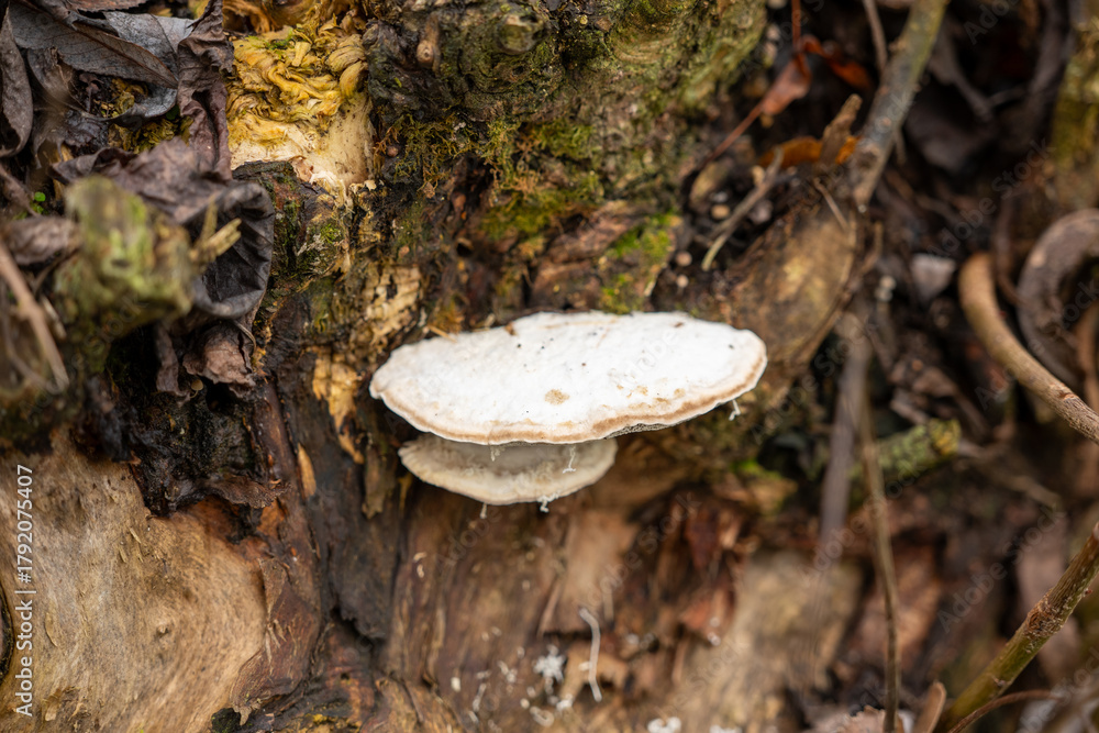 Fototapeta premium Willow stump by a pond with a white bracket fungus growing among branches and decaying leaves.