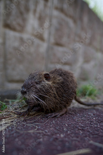 ヌートリア・幼獣