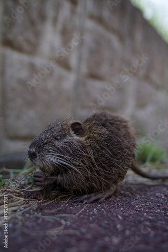ヌートリア・幼獣
