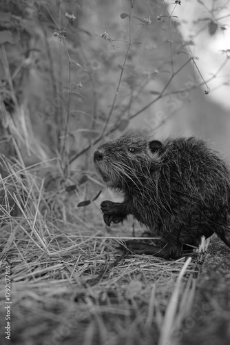 ヌートリア・幼獣