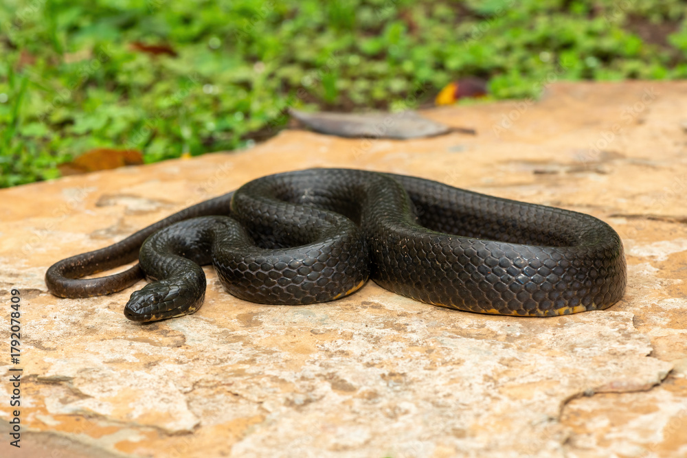 Fototapeta premium A beautiful dusky-bellied water snake (Lycodonomorphus laevissimus) on a rock near a small pond – Non-venomous aquatic African reptile