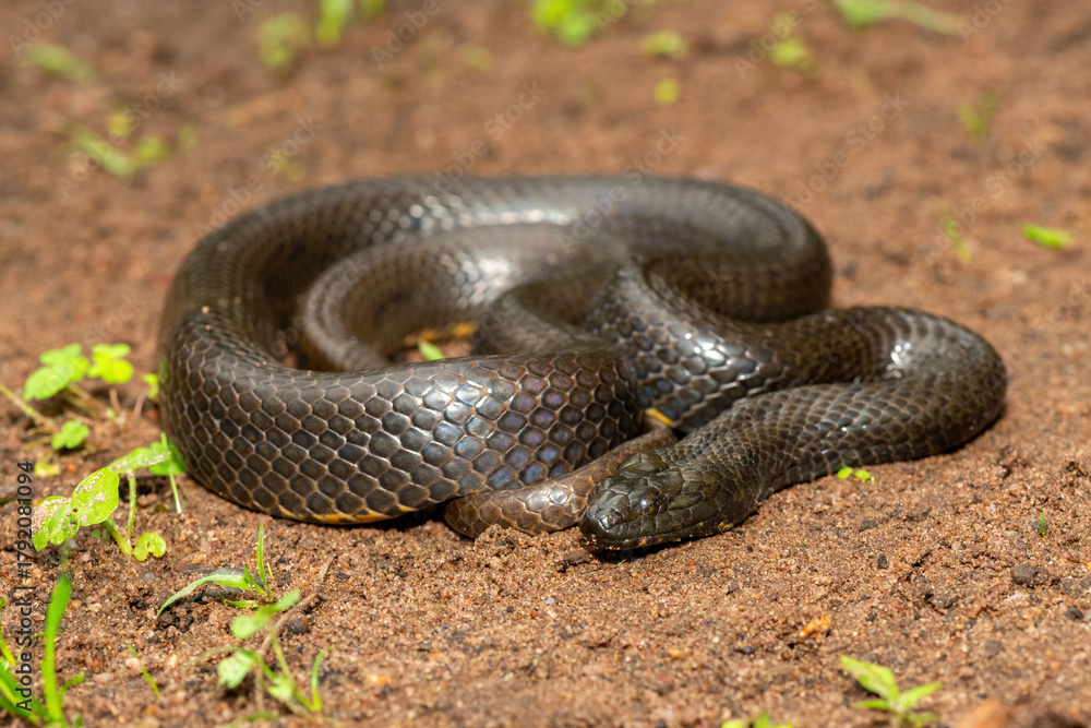 Obraz premium A beautiful dusky-bellied water snake (Lycodonomorphus laevissimus) near a small pond – Non-venomous aquatic African reptile