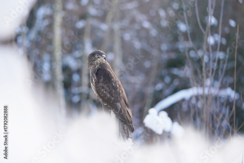 Winter scene with a common buzzard. Buteo buteo. A common buzzard in winter forest. 