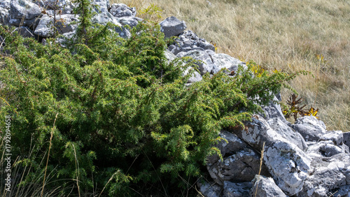 Photography Evergreen juniper whispers ancient tales against weathered stones, conjuring Bel