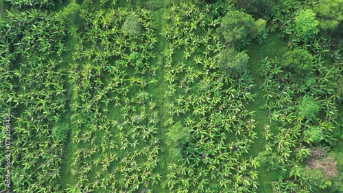 A vast field of banana plants, with each plant standing tall and green