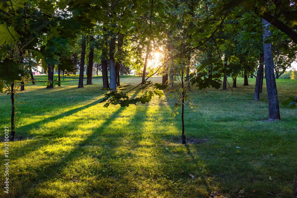 Obraz premium sunlit forest path with trees casting shadows on the grass, creating a pattern of light and dark.