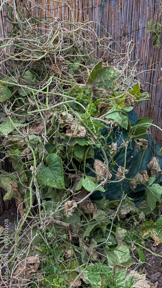Obraz premium Tangled vines weave through a rustic garden, evoking Celtic harvest rituals and labyrinthine autumnal celebrations