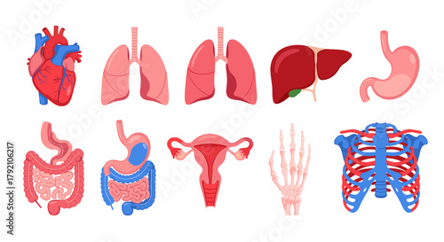 Human Body Organs Vector Icon Set: Collection of Anatomical Symbols for Heart, Lungs, Liver, Stomach, Intestines, Uterus, Skeleton, Medicine, Education, and Healthcare Concepts