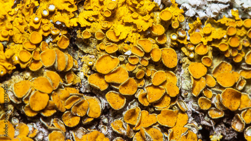 sunflower seeds background