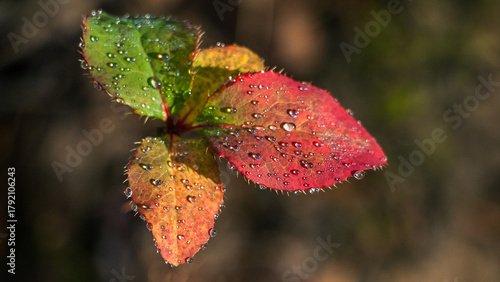 red autumn leaf