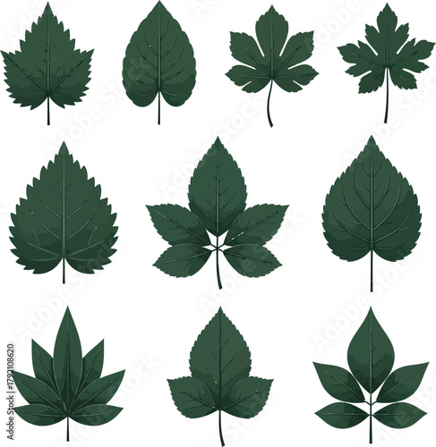 Detailed botanical illustration of assorted green leaves, perfect for patterns, textures, or ecological designs, adding a touch of nature to your projects