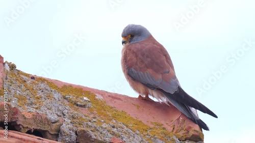 Wildlife - Birds. Common kestrels can be seen in mountains, valleys, forest edges, steppes, agricultural areas, sea coasts and even cities. They usually feed on small mammals such as voles and moles.
