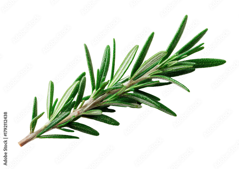 Fototapeta premium Green rosemary sprig, needles, branch, isolated on black