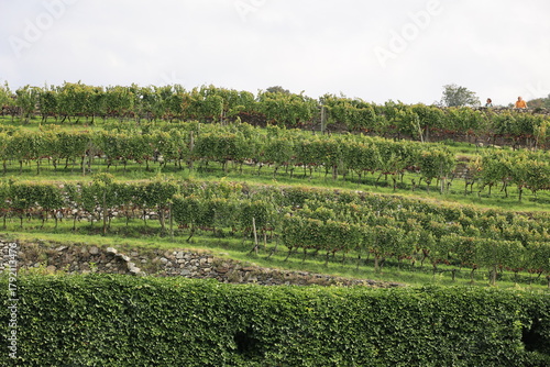 The vineyard of the Neustift Monastery in Vahrn near Brixen in South Tyrol, Italy
