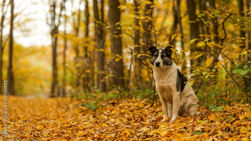 Obraz premium Dog in a vibrant autumn forest surrounded by fallen leaves