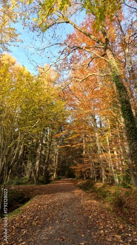 Colorful Sunny Forest During Fall Season